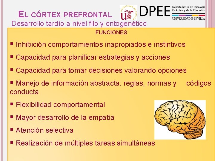 EL CÓRTEX PREFRONTAL Desarrollo tardío a nivel filo y ontogenético FUNCIONES § Inhibición comportamientos