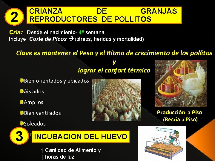 2 CRIANZA DE GRANJAS REPRODUCTORES DE POLLITOS Cría: Desde el nacimiento- 4º semana. Incluye