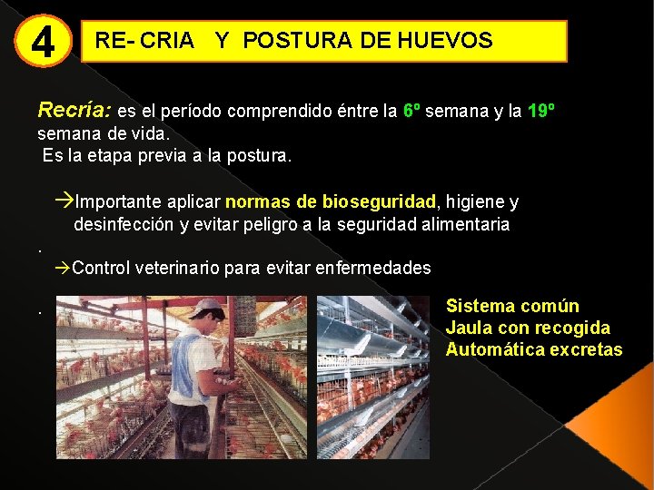 4 RE- CRIA Y POSTURA DE HUEVOS Recría: es el período comprendido éntre la