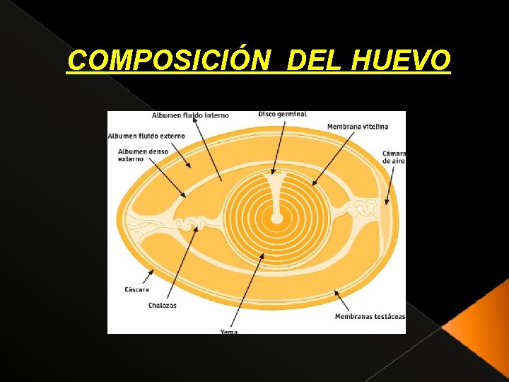 COMPOSICIÓN DEL HUEVO 