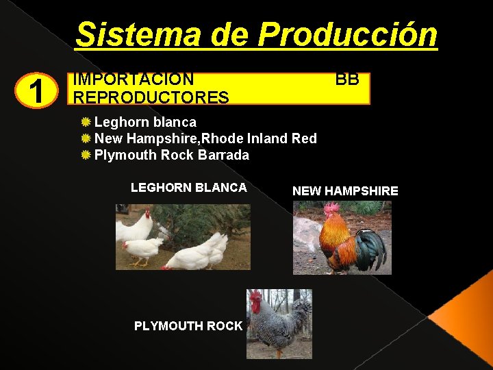 Sistema de Producción 1 IMPORTACION REPRODUCTORES BB Leghorn blanca New Hampshire, Rhode Inland Red