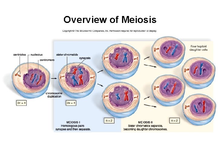 Overview of Meiosis 