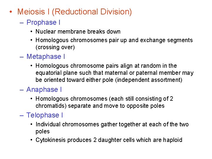  • Meiosis I (Reductional Division) – Prophase I • Nuclear membrane breaks down