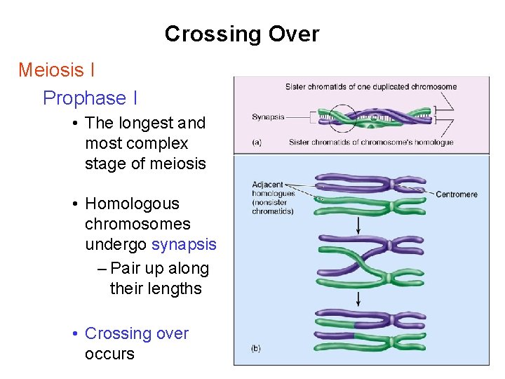 Crossing Over Meiosis I Prophase I • The longest and most complex stage of