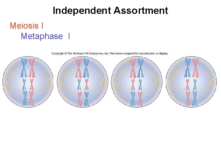 Independent Assortment Meiosis I Metaphase I 