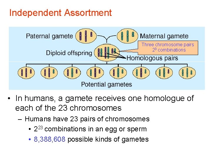 Independent Assortment Three chromosome pairs 23 combinations • In humans, a gamete receives one