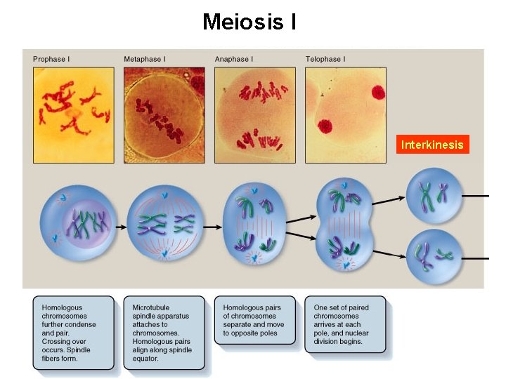Meiosis I Interkinesis 