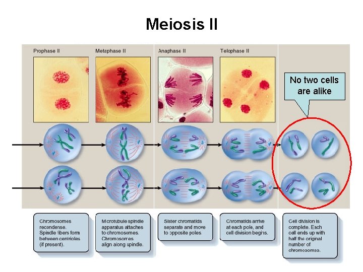 Meiosis II No two cells are alike 