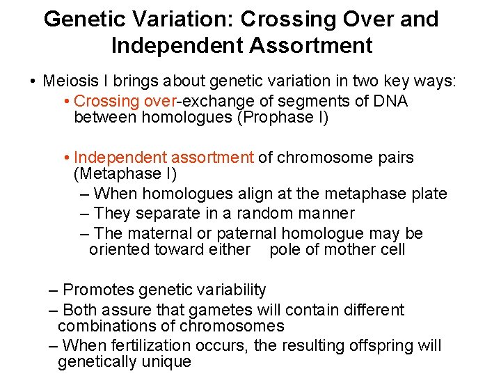 Genetic Variation: Crossing Over and Independent Assortment • Meiosis I brings about genetic variation