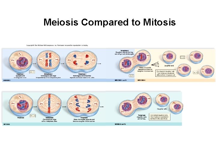Meiosis Compared to Mitosis 
