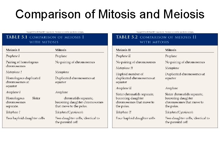 Comparison of Mitosis and Meiosis 