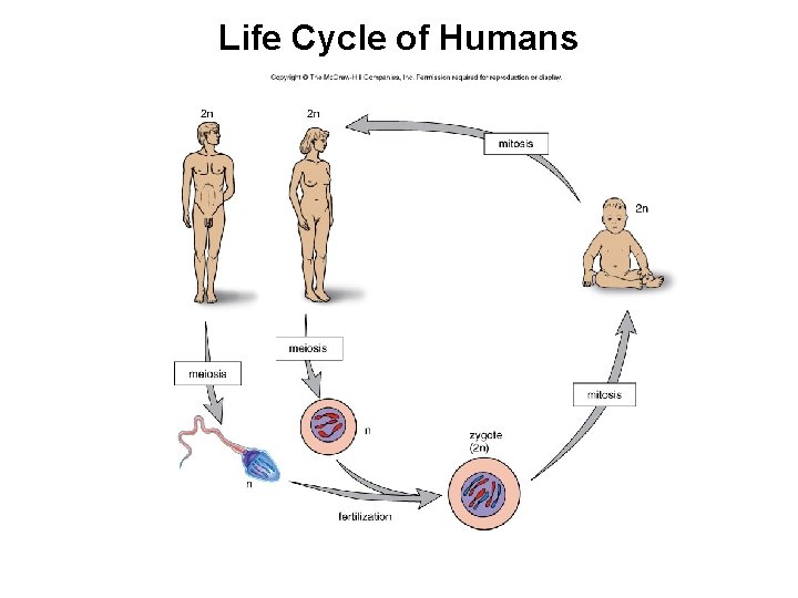 Life Cycle of Humans 