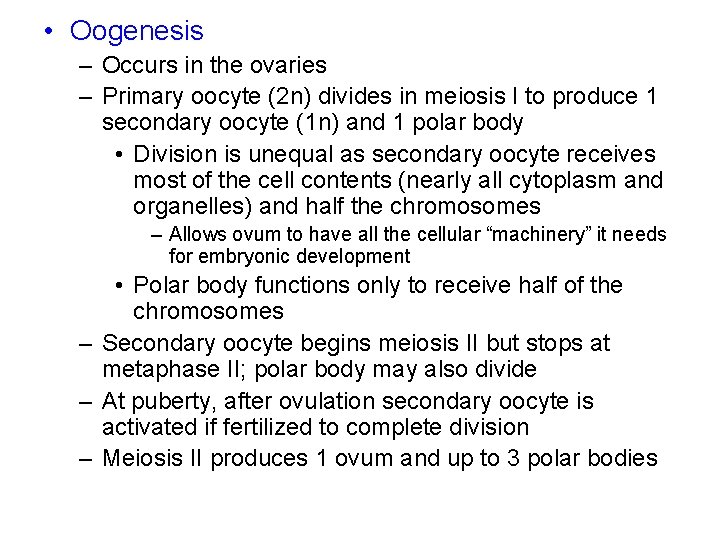  • Oogenesis – Occurs in the ovaries – Primary oocyte (2 n) divides