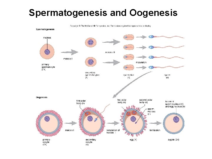 Spermatogenesis and Oogenesis 