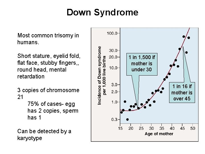 Down Syndrome Most common trisomy in humans. Short stature, eyelid fold, flat face, stubby