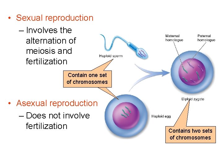  • Sexual reproduction – Involves the alternation of meiosis and fertilization Contain one