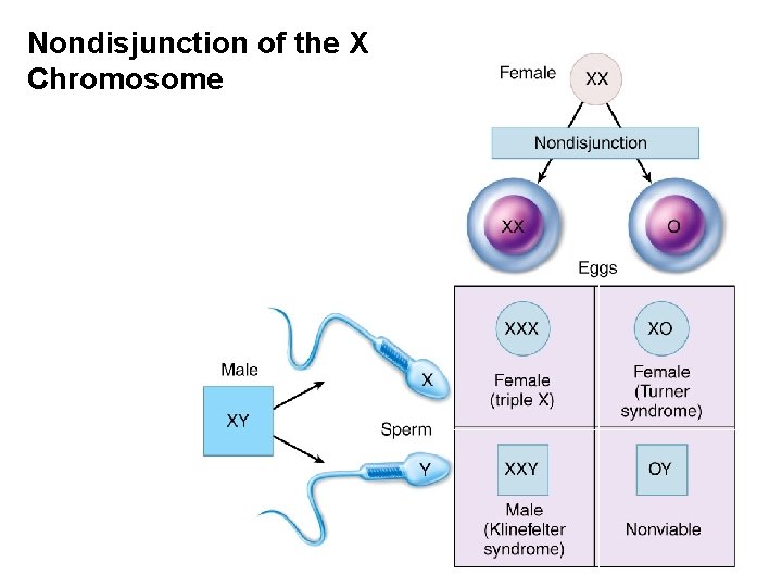 Nondisjunction of the X Chromosome 