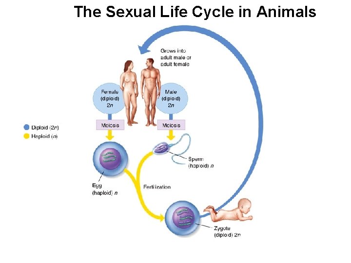 The Sexual Life Cycle in Animals 