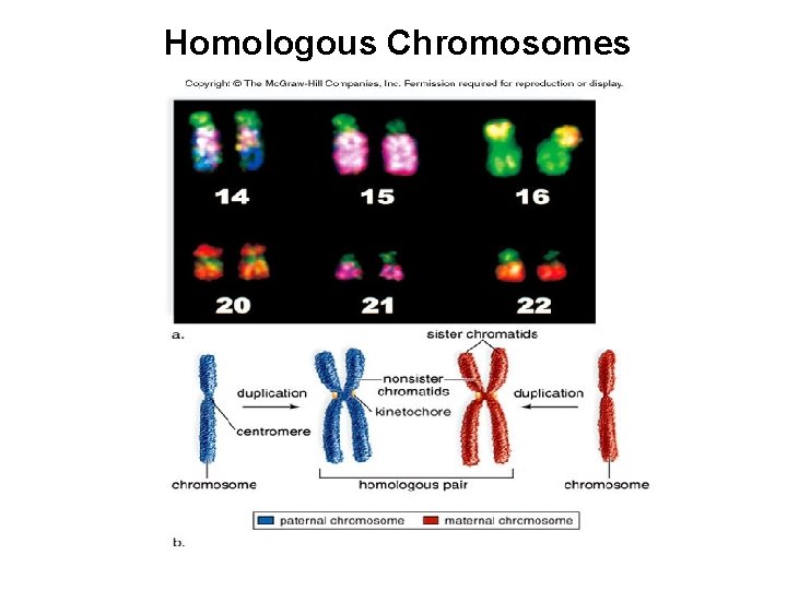 Homologous Chromosomes 