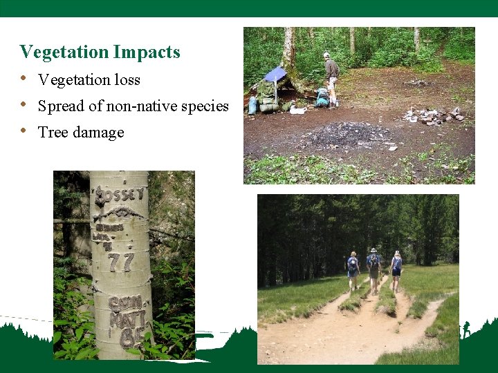 Vegetation Impacts • Vegetation loss • Spread of non-native species • Tree damage 