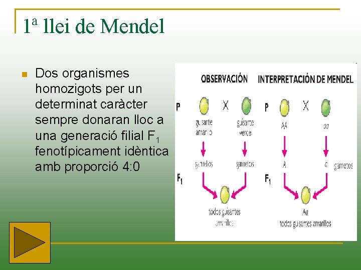 1ª llei de Mendel n Dos organismes homozigots per un determinat caràcter sempre donaran