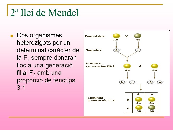 2ª llei de Mendel n Dos organismes heterozigots per un determinat caràcter de la