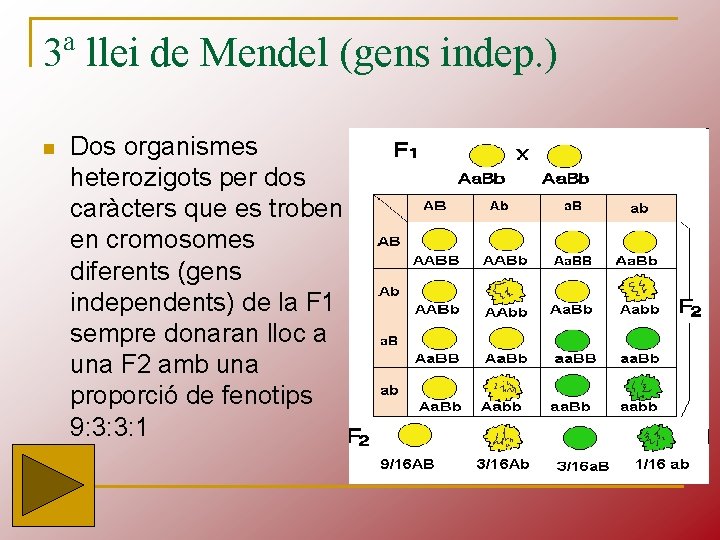 3ª llei de Mendel (gens indep. ) n Dos organismes heterozigots per dos caràcters