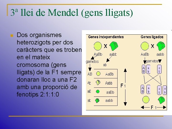 3ª llei de Mendel (gens lligats) n Dos organismes heterozigots per dos caràcters que