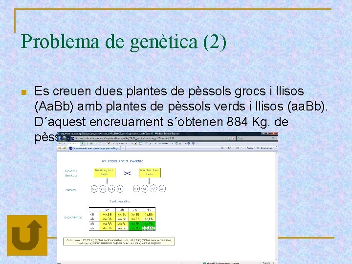 Problema de genètica (2) n Es creuen dues plantes de pèssols grocs i llisos