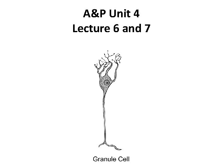 A&P Unit 4 Lecture 6 and 7 