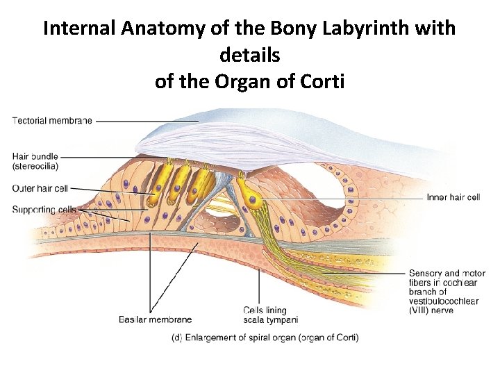 Internal Anatomy of the Bony Labyrinth with details of the Organ of Corti 