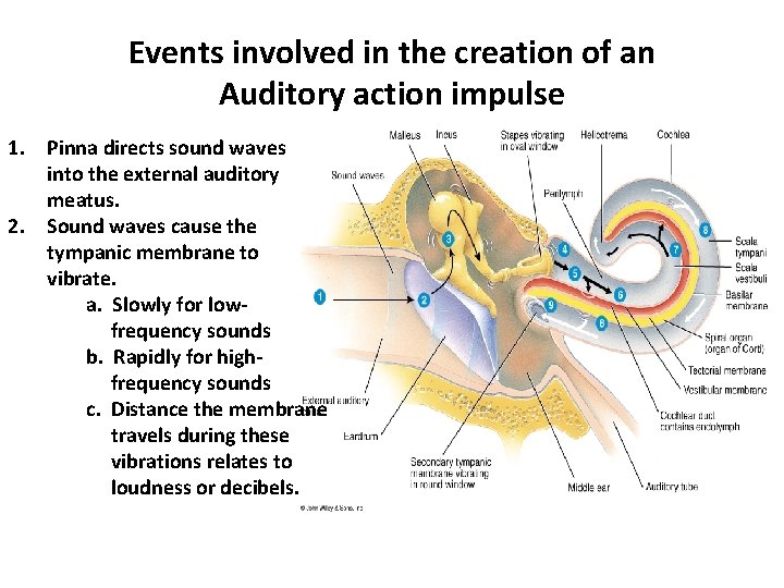 Events involved in the creation of an Auditory action impulse 1. Pinna directs sound