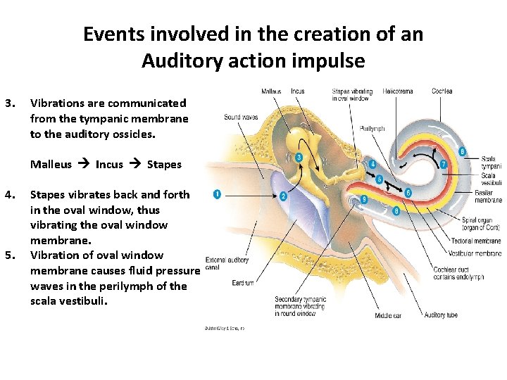 Events involved in the creation of an Auditory action impulse 3. Vibrations are communicated