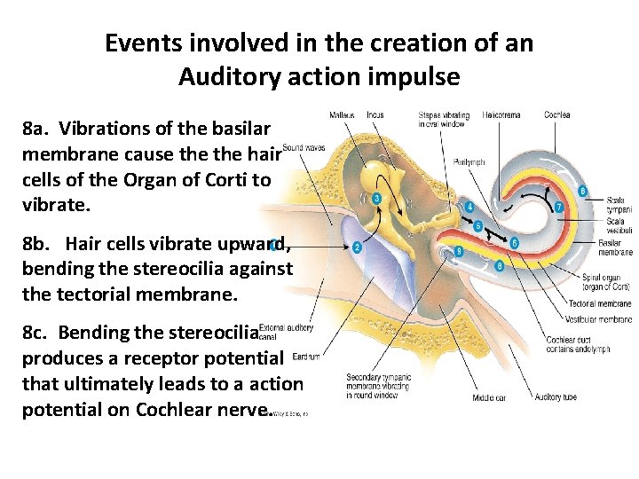 Events involved in the creation of an Auditory action impulse 8 a. Vibrations of