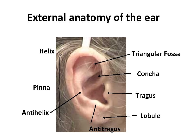 External anatomy of the ear Helix Triangular Fossa Concha Pinna Tragus Antihelix Lobule Antitragus