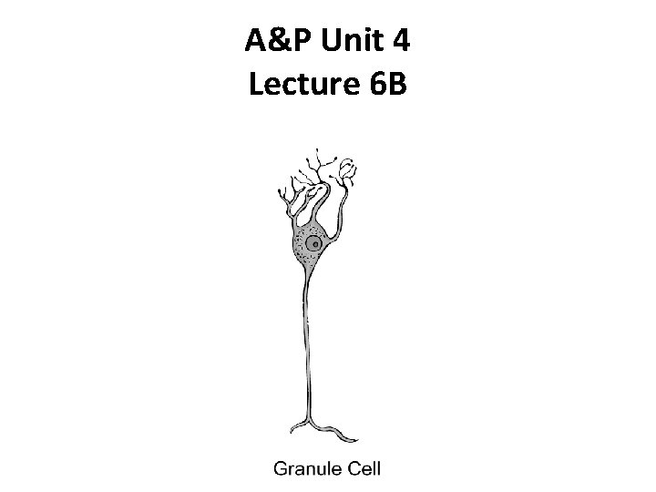 A&P Unit 4 Lecture 6 B 
