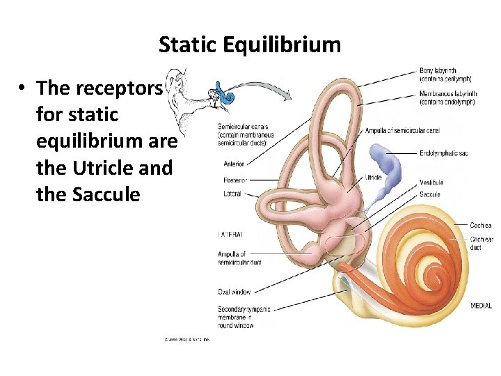 Static Equilibrium • The receptors for static equilibrium are the Utricle and the Saccule