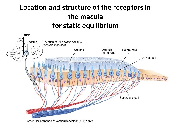 Location and structure of the receptors in the macula for static equilibrium 