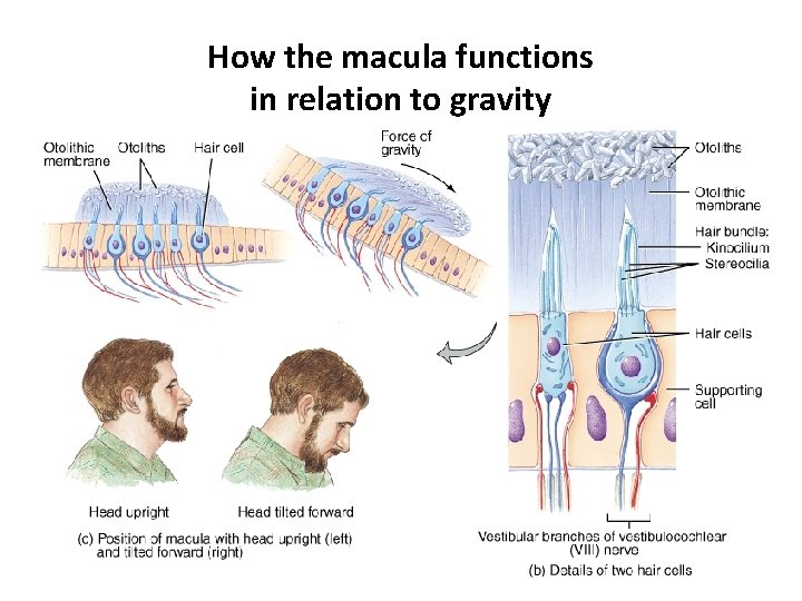 How the macula functions in relation to gravity 