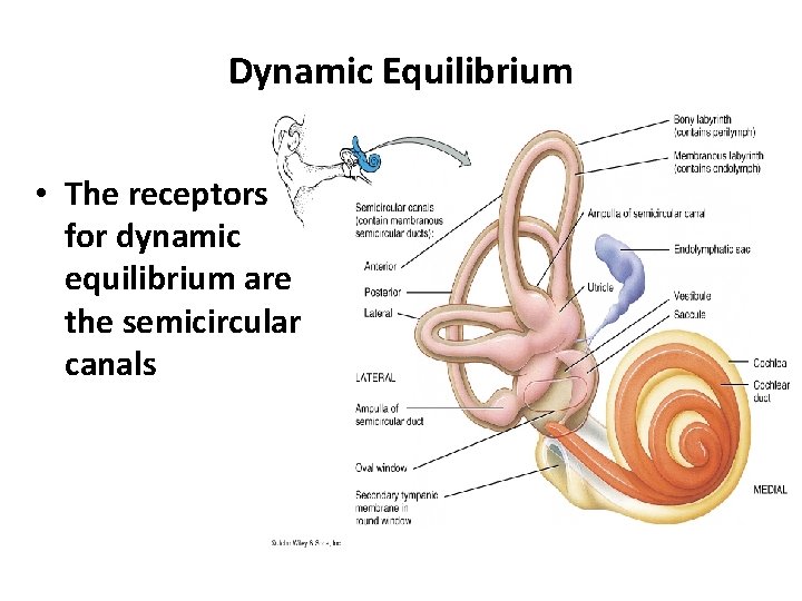 Dynamic Equilibrium • The receptors for dynamic equilibrium are the semicircular canals 