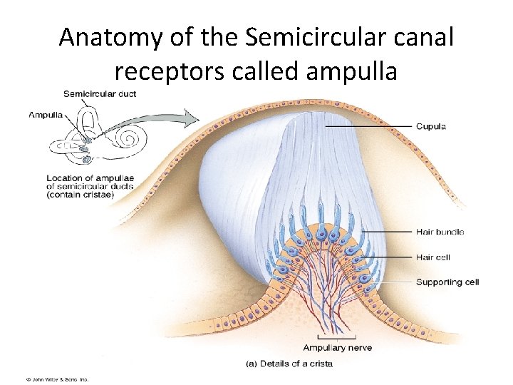 Anatomy of the Semicircular canal receptors called ampulla 