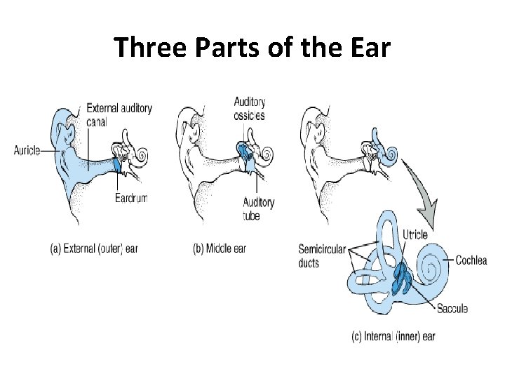 Three Parts of the Ear 