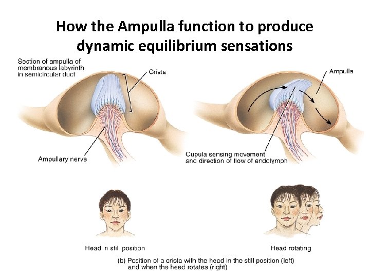 How the Ampulla function to produce dynamic equilibrium sensations 