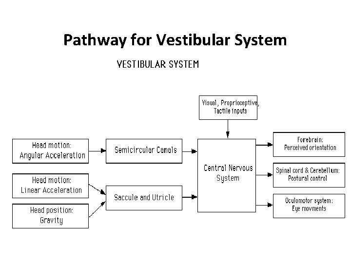 Pathway for Vestibular System 