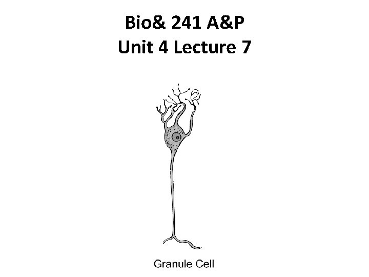 Bio& 241 A&P Unit 4 Lecture 7 