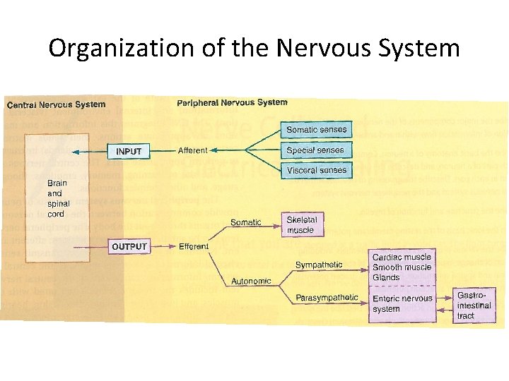 Organization of the Nervous System 