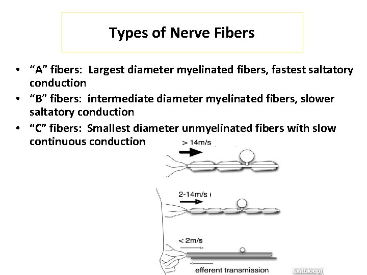 Types of Nerve Fibers • “A” fibers: Largest diameter myelinated fibers, fastest saltatory conduction