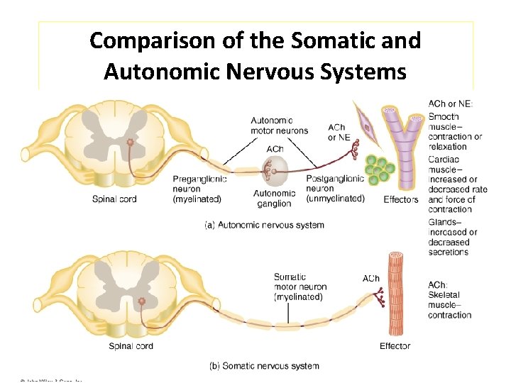 Comparison of the Somatic and Autonomic Nervous Systems 