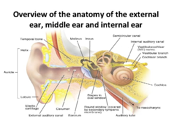 Overview of the anatomy of the external ear, middle ear and internal ear 