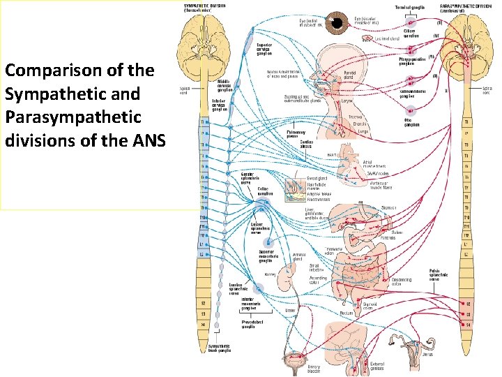 Comparison of the Sympathetic and Parasympathetic divisions of the ANS 